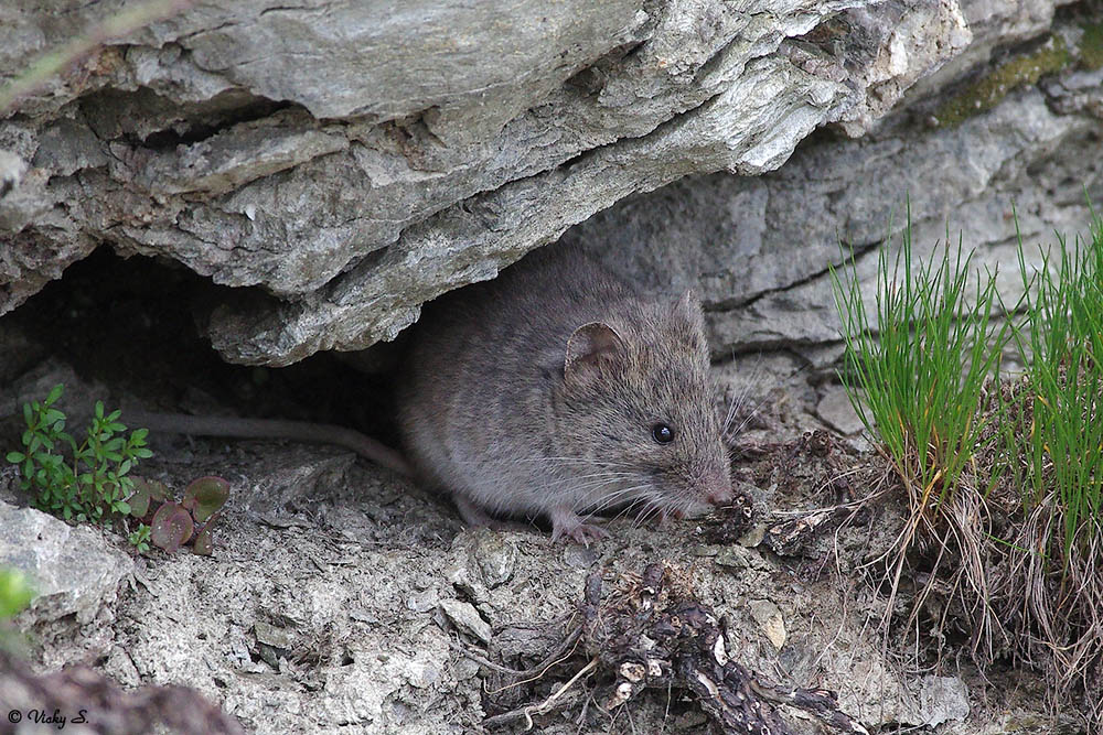 Arvicola delle nevi (Chionomys nivalis)